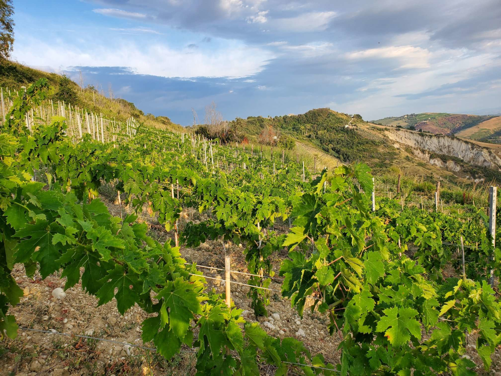 vinum-hadrianum-weinberg.jpg